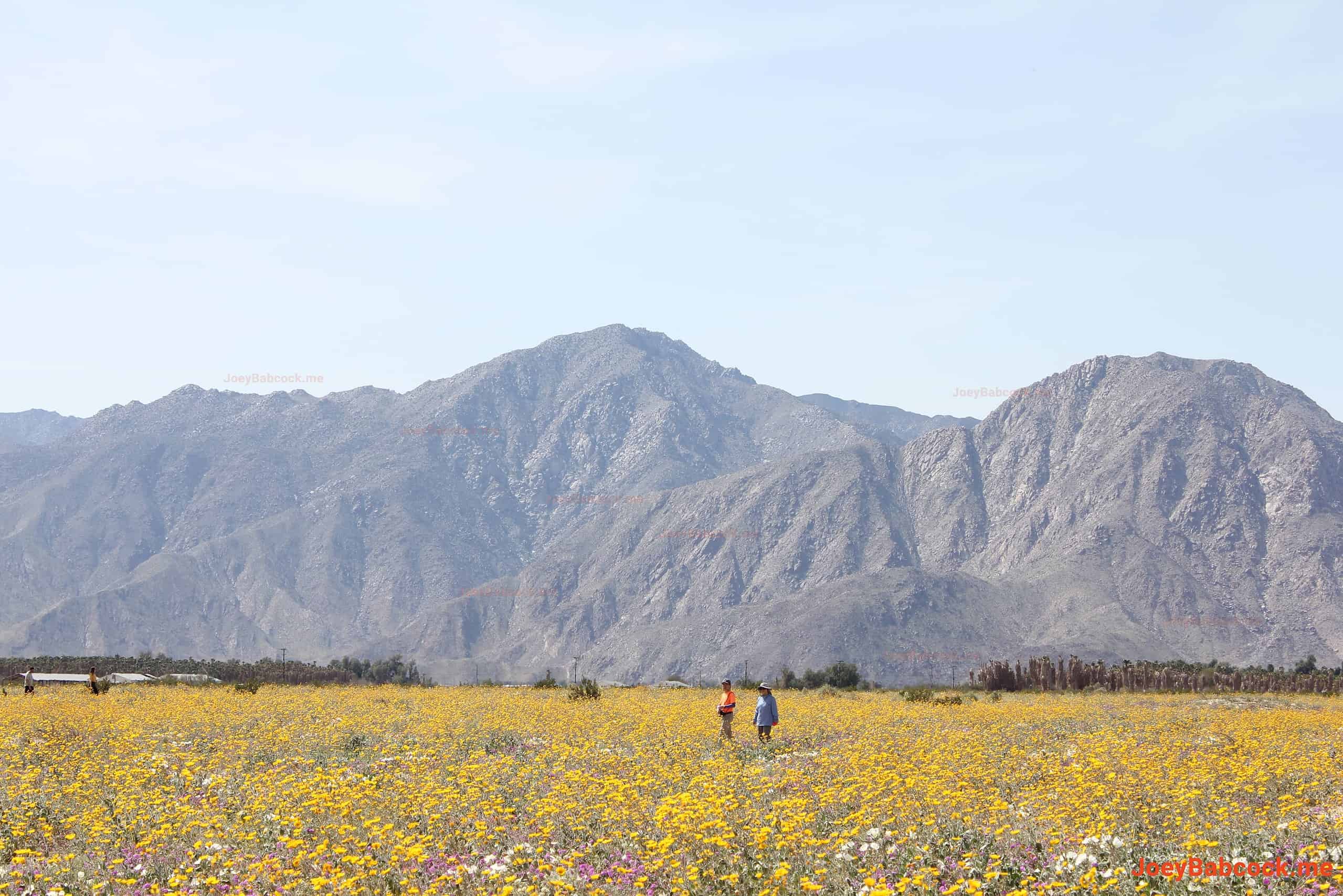 A couple hikes through the fields of desert sunflowers. (c) Joey Babcock March 2024 - Borrego Springs, CA