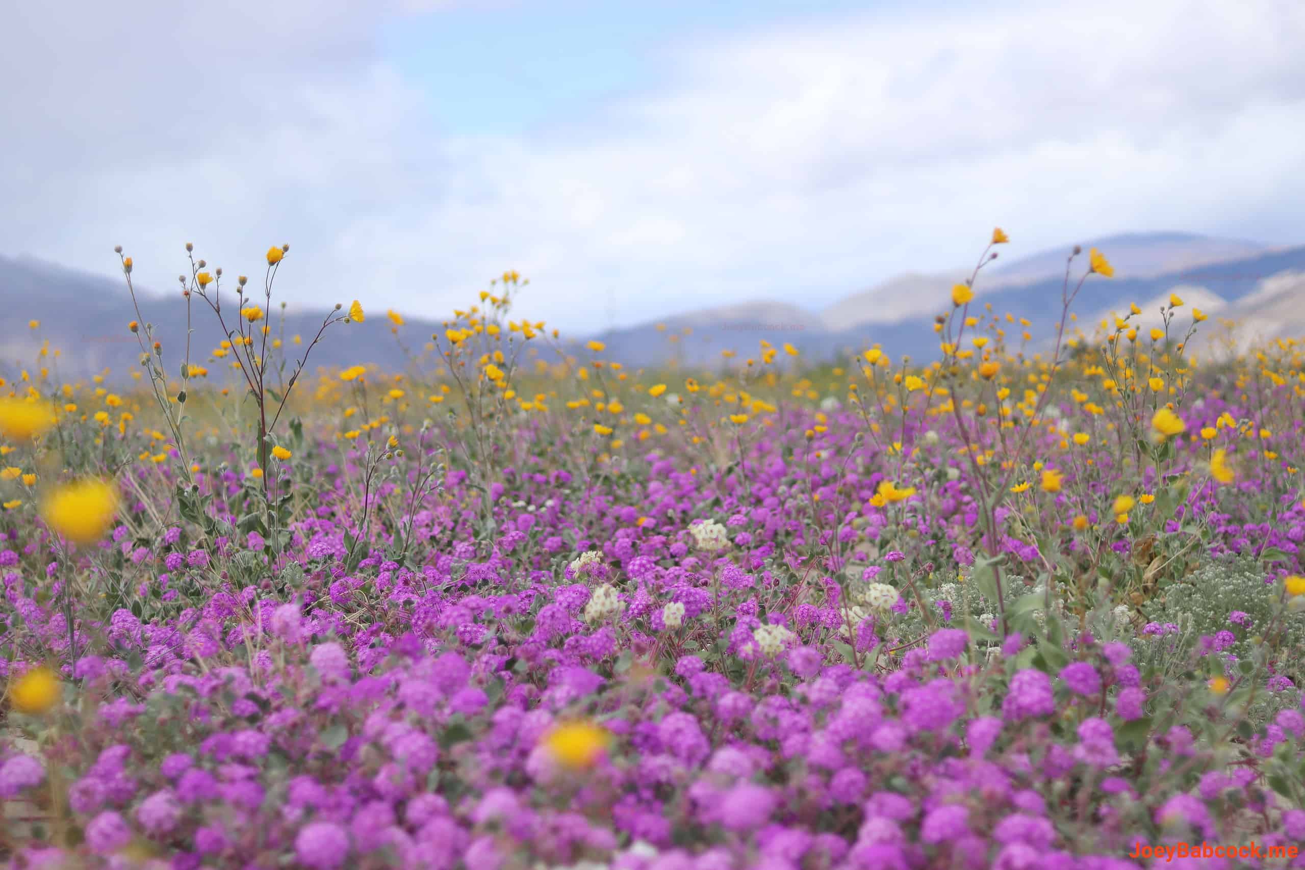 Desert sand verbena blankets the Borrego Springs landscape in shades of purple, punctuated by bursts of yellow from desert sunflowers. (c) Joey Babcock March, 2024 - Borrego Springs, CA