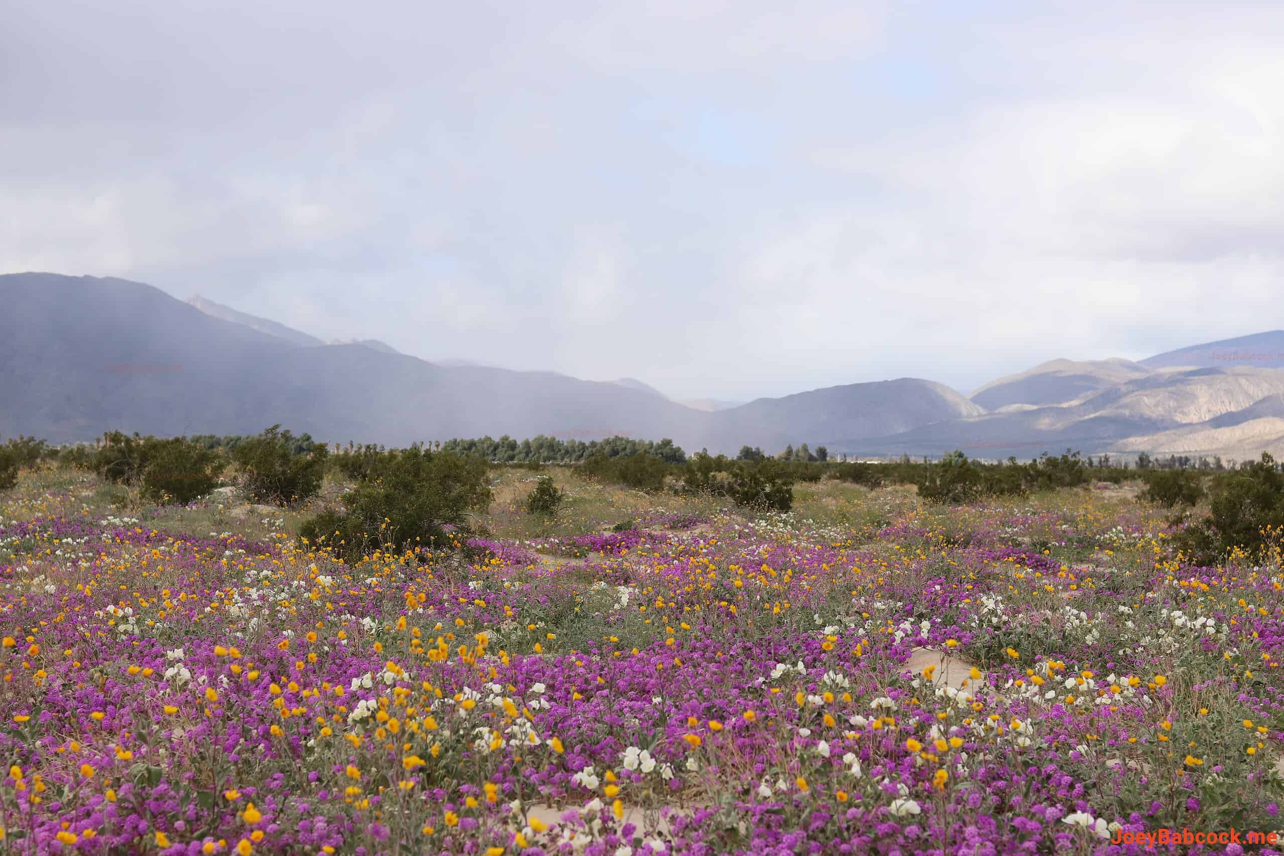 A vibrant carpet of wildflowers stretches towards the mist-shrouded mountains of Borrego Springs. (c) Joey Babcock March, 2024 - Borrego Springs, CA