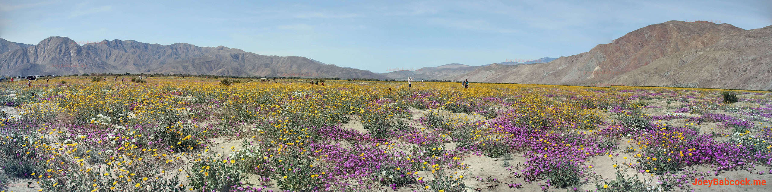 Flowers stretching in 360 degrees. (c) Joey Babcock March 2024 - Borrego Springs, CA