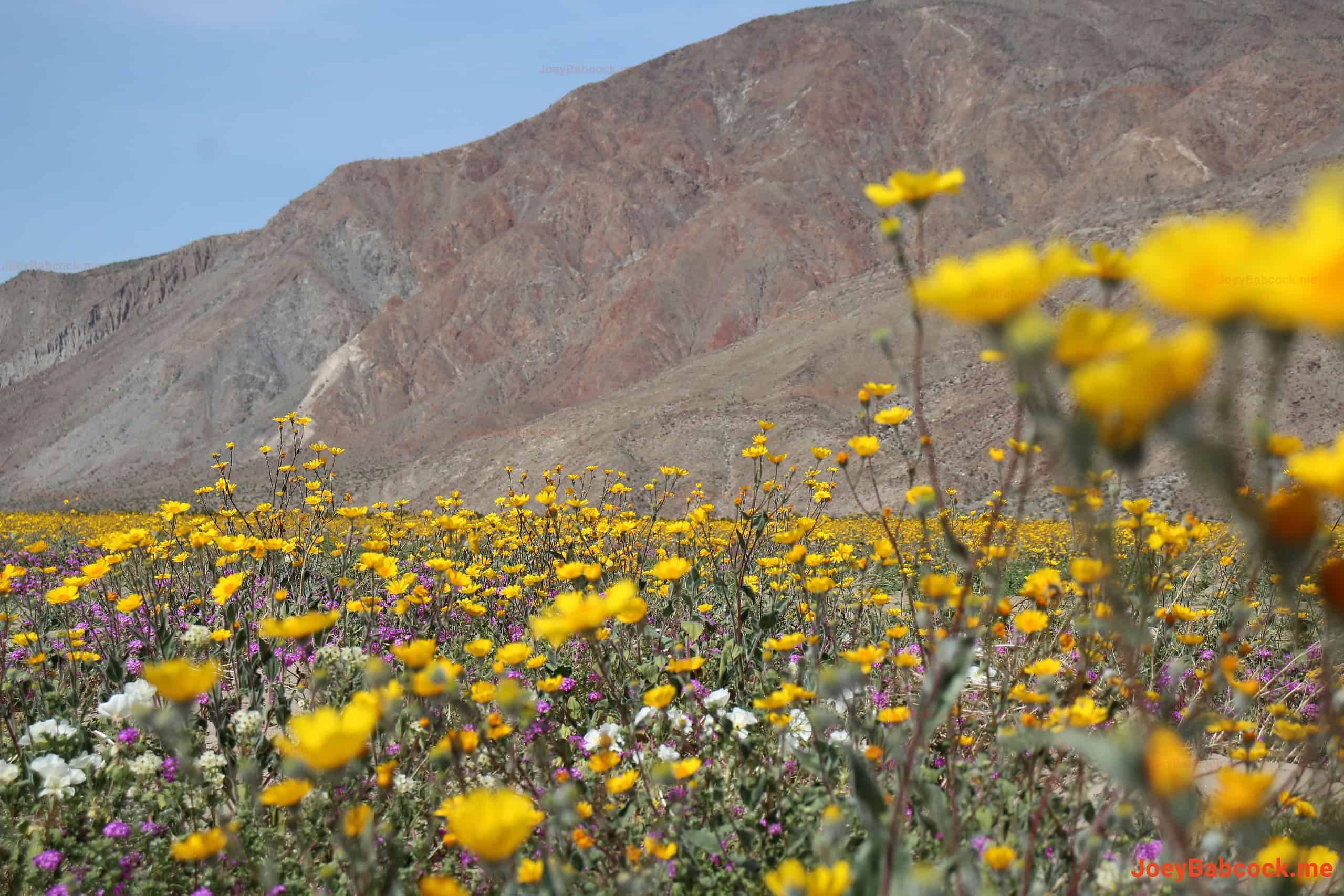 The flowers stretched all the way to the foothills of the mountains. (c) Joey Babcock March 2024 - Borrego Springs, CA